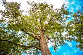 Best Tree Risk Assessment  in Brewton, AL