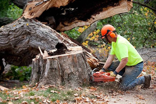 Best Hazardous Tree Removal  in Brewton, AL