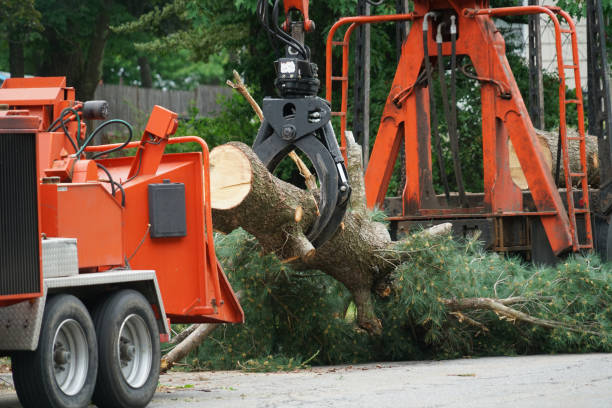 Best Tree Removal  in Brewton, AL